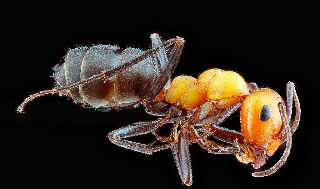 Ant Control service in La Mesa, CA
