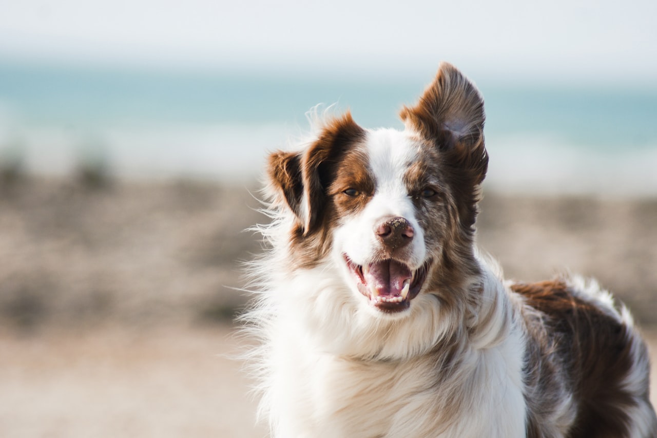 Flea & Tick Control service in La Mesa, CA
