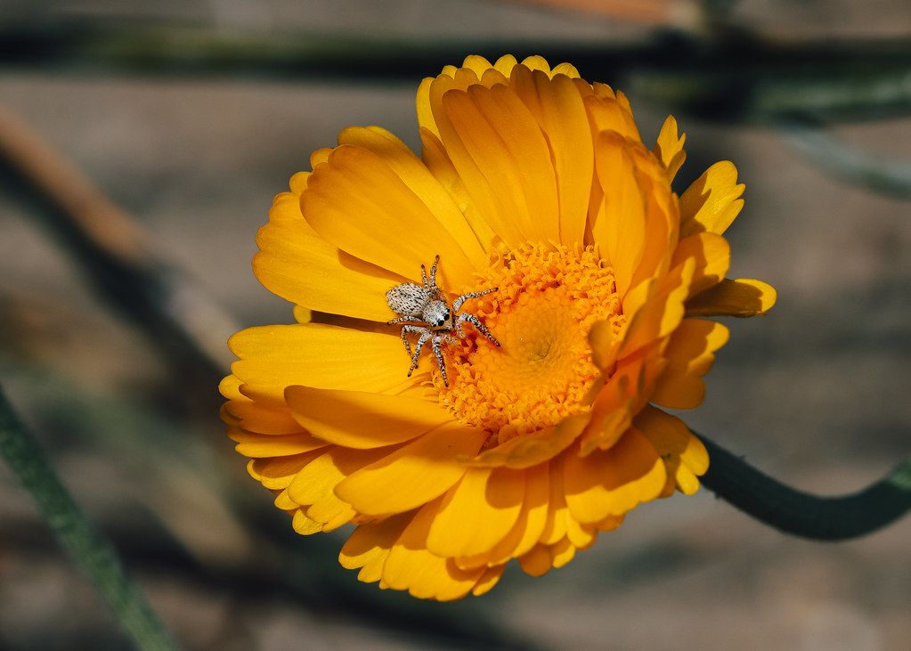 Spider Control service in La Mesa, CA
